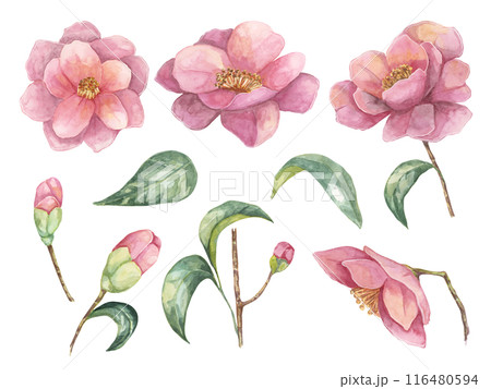 Collection of watercolor Camellia elements, including fully bloomed flowers, buds, and leaves. Cliparts of pink flowers with delicate details for custom invitations, scrapbooking, or digital designs. Collection of watercolor Camellia elements, including fully bloomed flowers, buds, and leaves. Cliparts of pink flowers with delicate details for custom invitations, scrapbooking, or digital designs. 116480594