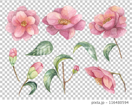 Collection of watercolor Camellia elements, including fully bloomed flowers, buds, and leaves. Cliparts of pink flowers with delicate details for custom invitations, scrapbooking, or digital designs. Collection of watercolor Camellia elements, including fully bloomed flowers, buds, and leaves. Cliparts of pink flowers with delicate details for custom invitations, scrapbooking, or digital designs. 116480594