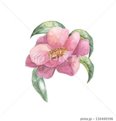 A close-up of a Camellia flower in full bloom with surrounding leaves, depicted in watercolor. The intricate pink petals and lush foliage are perfect for apparel design, home decor, or digital prints 116480596