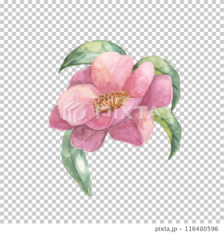 A close-up of a Camellia flower in full bloom with surrounding leaves, depicted in watercolor. The intricate pink petals and lush foliage are perfect for apparel design, home decor, or digital prints 116480596