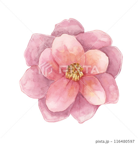 Camelia japonica in watercolor. Single fully bloomed flower with pink petals. Clipart for canvas art, phone cases, textile design, wedding invitations, wall decals, greeting cards, cosmetics 116480597
