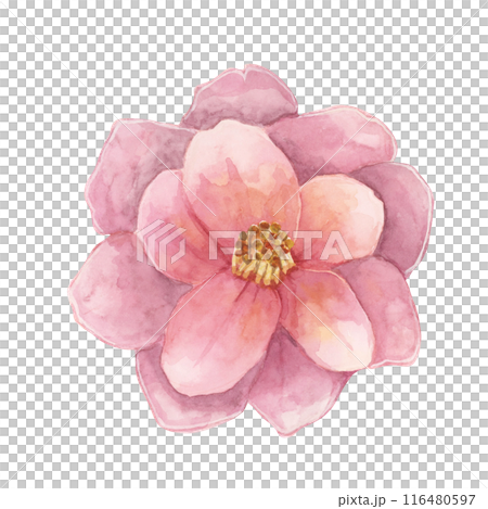Camelia japonica in watercolor. Single fully bloomed flower with pink petals. Clipart for canvas art, phone cases, textile design, wedding invitations, wall decals, greeting cards, cosmetics 116480597