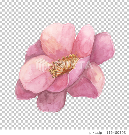 Camelia japonica in watercolor. Single fully bloomed flower with pink petals. Clipart for canvas art, phone cases, textile design, wedding invitations, wall decals, greeting cards, cosmetics 116480598