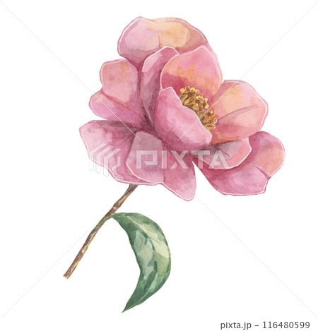 Camelia japonica in watercolor. Single pink fully bloomed flower with leaves. Clipart for canvas art, phone cases, textile design, wedding invitations, wall decals, greeting cards, cosmetics Camelia japonica in watercolor. Single pink fully bloomed flower with leaves. Clipart for canvas art, phone cases, textile design, wedding invitations, wall decals, greeting cards, cosmetics 116480599