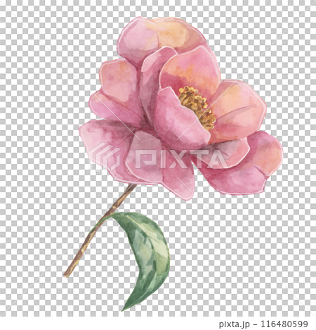 Camelia japonica in watercolor. Single pink fully bloomed flower with leaves. Clipart for canvas art, phone cases, textile design, wedding invitations, wall decals, greeting cards, cosmetics Camelia japonica in watercolor. Single pink fully bloomed flower with leaves. Clipart for canvas art, phone cases, textile design, wedding invitations, wall decals, greeting cards, cosmetics 116480599