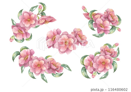 Camelia japonica set in watercolor. Compositions of pink fully blossomed flowers with leaves. Cliparts for cosmetics packaging, textile design, wedding invitations, wall decals, greeting cards, Camelia japonica set in watercolor. Compositions of pink fully blossomed flowers with leaves. Cliparts for cosmetics packaging, textile design, wedding invitations, wall decals, greeting cards, 116480602