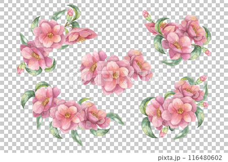 Camelia japonica set in watercolor. Compositions of pink fully blossomed flowers with leaves. Cliparts for cosmetics packaging, textile design, wedding invitations, wall decals, greeting cards, Camelia japonica set in watercolor. Compositions of pink fully blossomed flowers with leaves. Cliparts for cosmetics packaging, textile design, wedding invitations, wall decals, greeting cards, 116480602