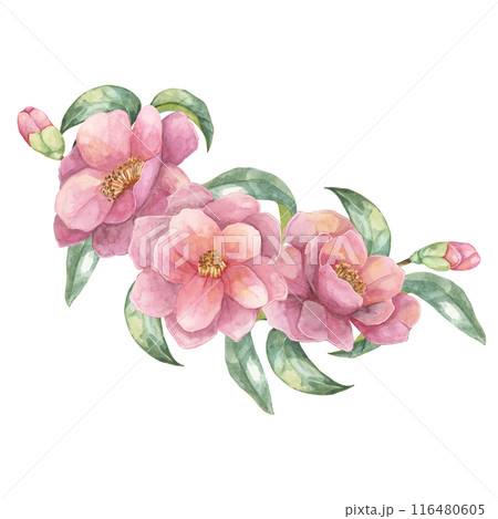 Three Camelia japonica flowers with green leaves and buds in watercolor. Hand-drawn Clipart of pink blooming flowers, composition for greeting cards, tote bags, wedding invitations, wall decals Three Camelia japonica flowers with green leaves and buds in watercolor. Hand-drawn Clipart of pink blooming flowers, composition for greeting cards, tote bags, wedding invitations, wall decals 116480605