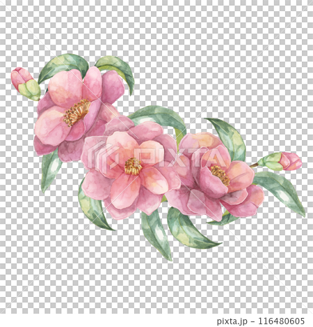 Three Camelia japonica flowers with green leaves and buds in watercolor. Hand-drawn Clipart of pink blooming flowers, composition for greeting cards, tote bags, wedding invitations, wall decals Three Camelia japonica flowers with green leaves and buds in watercolor. Hand-drawn Clipart of pink blooming flowers, composition for greeting cards, tote bags, wedding invitations, wall decals 116480605