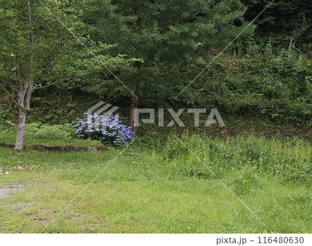 紫陽花のある風景 紫陽花のある風景 116480630