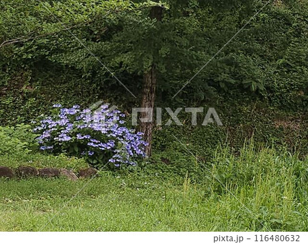 紫陽花のある風景 紫陽花のある風景 116480632