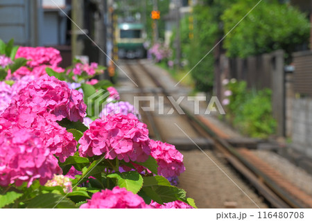 初夏の江ノ電とあじさい 初夏の江ノ電とあじさい 116480708