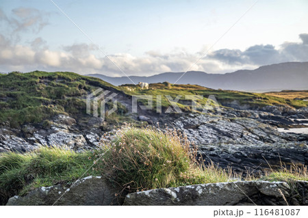 Rosbeg harbour at sunset, County Donegal, Ireland 116481087
