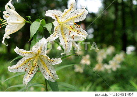 松林に咲く満開のユリ 116481404