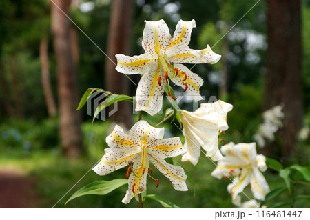 松林に咲く満開のユリ 116481447