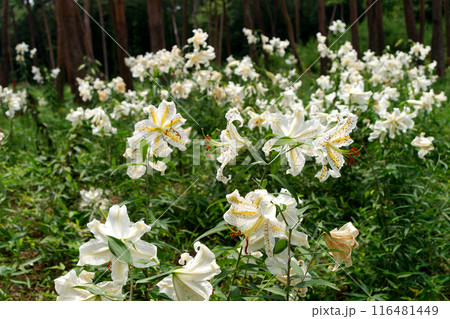 松林に咲く満開のユリ 松林に咲く満開のユリ 116481449