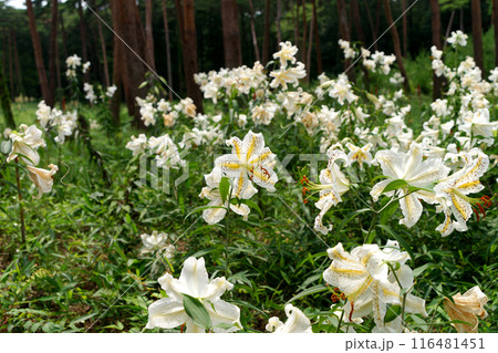 松林に咲く満開のユリ 116481451