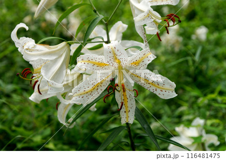 松林に咲く満開のユリ 116481475