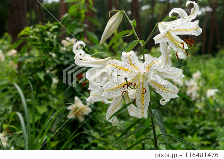 松林に咲く満開のユリ 116481476