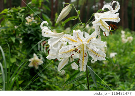 松林に咲く満開のユリ 116481477