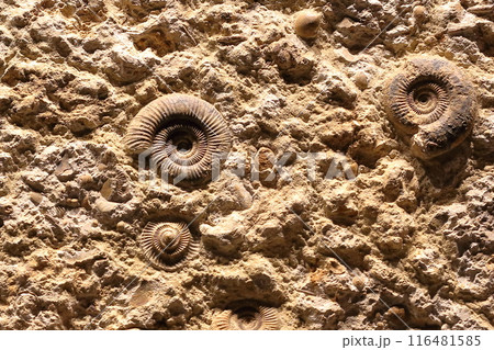アンモナイト 116481585