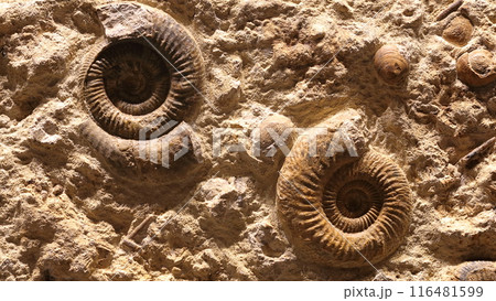 アンモナイト アンモナイト 116481599