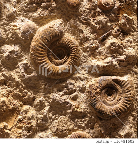 アンモナイト 116481602