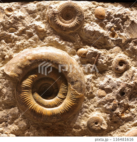 アンモナイト 116481616