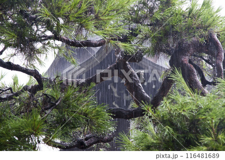 雨と松　そして寺 116481689