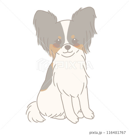お座りするパピヨン 116481767