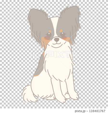 お座りするパピヨン 116481767