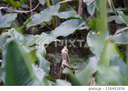 頼成の森にいるモリアオガエル5 116481856