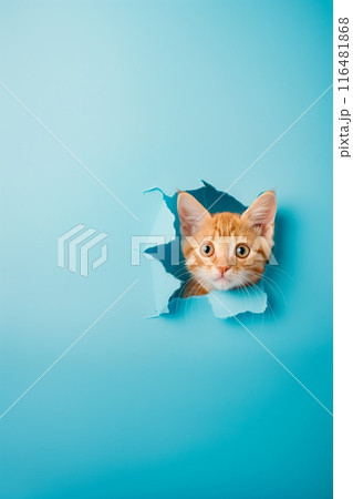 Curious red tabby little kitten peeking out from a ripped hole of the blue paper background. Copy space, vertical, Generative AI 116481868