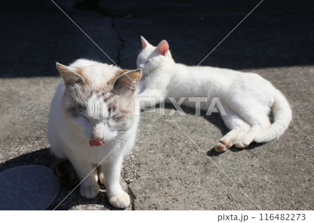 春の日にまったりする猫2匹 春の日にまったりする猫2匹 116482273