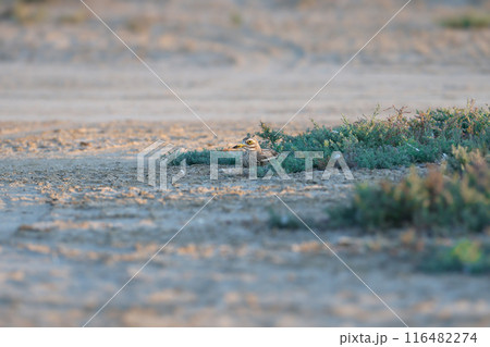Eurasian stone-curlew Eurasian stone-curlew 116482274