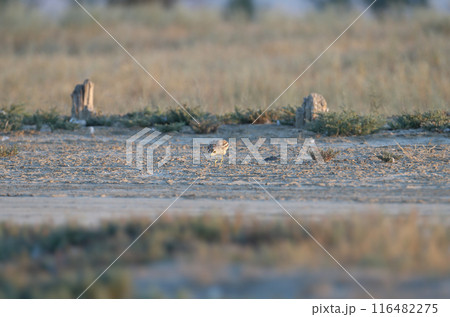 Eurasian stone-curlew Eurasian stone-curlew 116482275