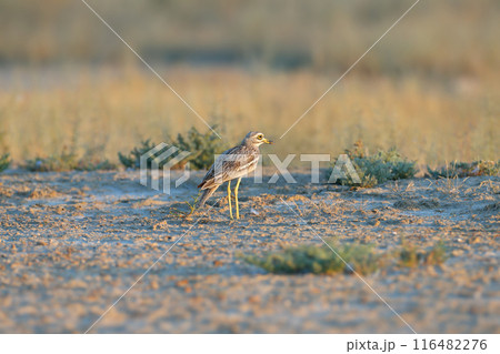 Eurasian stone-curlew 116482276