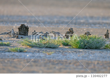 Eurasian stone-curlew Eurasian stone-curlew 116482277
