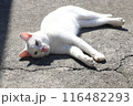 春の日にまったりする猫 116482293