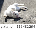 春の日にうかれる猫 116482296