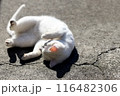 春の日にうかれる猫 116482306