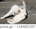 春の日にまったりする猫 116482307