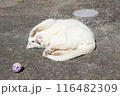 春の日にうかれる猫 116482309