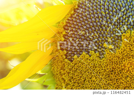 Ripe sunflower with black seeds close-up on the field. Ripe sunflower with black seeds close-up on the field. 116482451