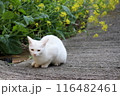 春の日の菜の花と白猫 116482461