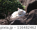 春の日に日向ぼっこする猫 116482462