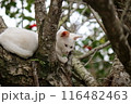 春の日に梅の木で休む白猫 116482463
