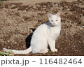 春の日に畑でくつろぐ白猫 116482464