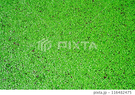 water in the lake, completely covered with duckweed, natural background, floating algae, ecology, food for birds, protection from mosquitoes 116482475