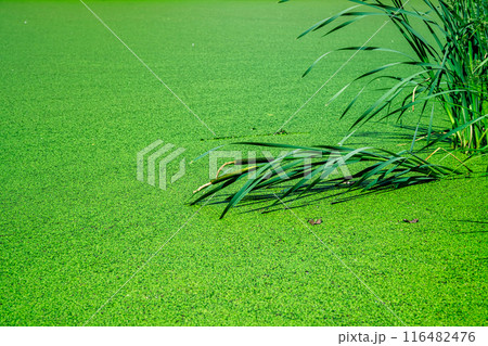 water in the lake, completely covered with duckweed, natural background, floating algae, ecology, food for birds, protection from mosquitoes 116482476